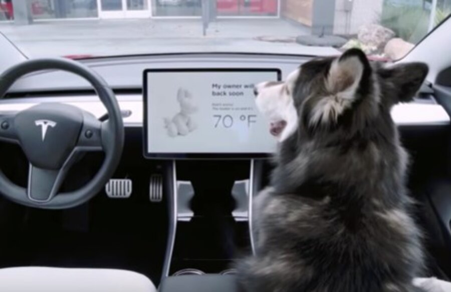 Tesla ‘Dog Mode’ saves lives, but confuses alert citizens
